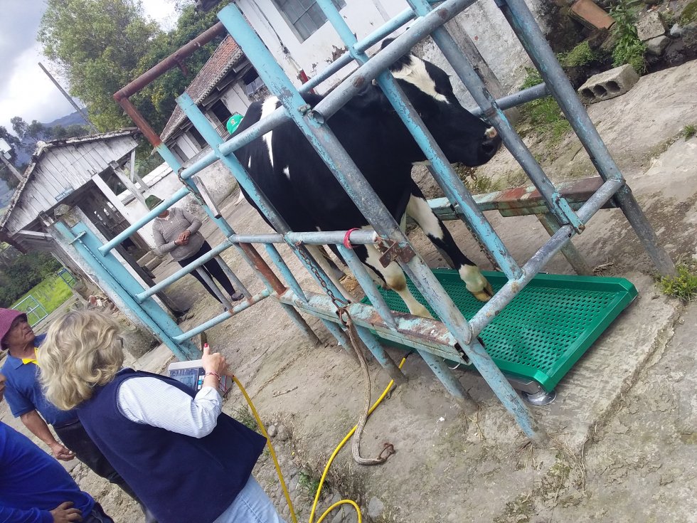  Foto BALANZA PARA PESAJE DE GANADO