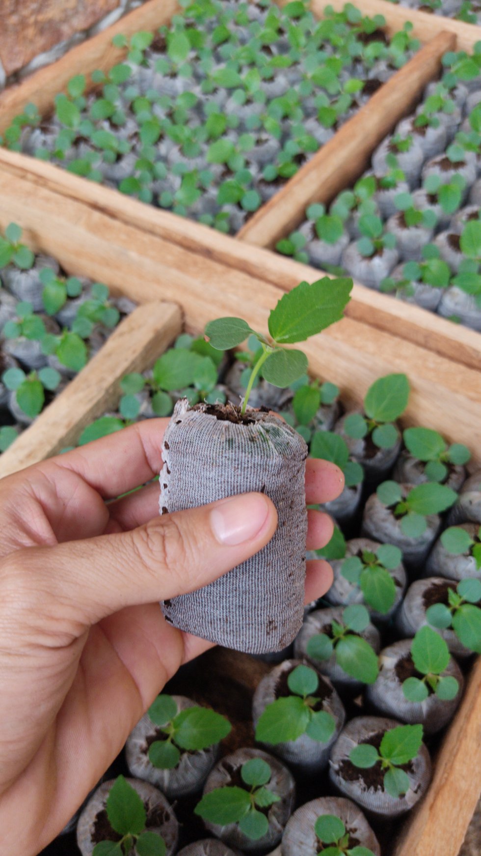  Foto Turba compactada Jiffy para Balsa, Boya, Forestales Frutales, ornamentales y hortalizas