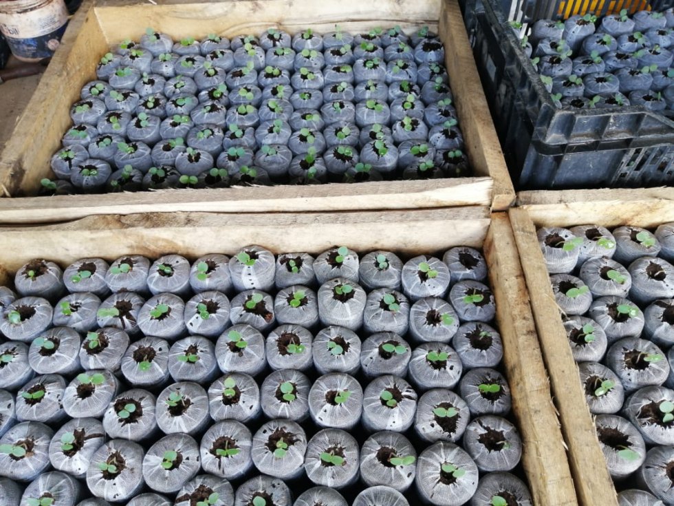  Foto Turba compactada Jiffy para Balsa, Boya, Forestales Frutales, ornamentales y hortalizas