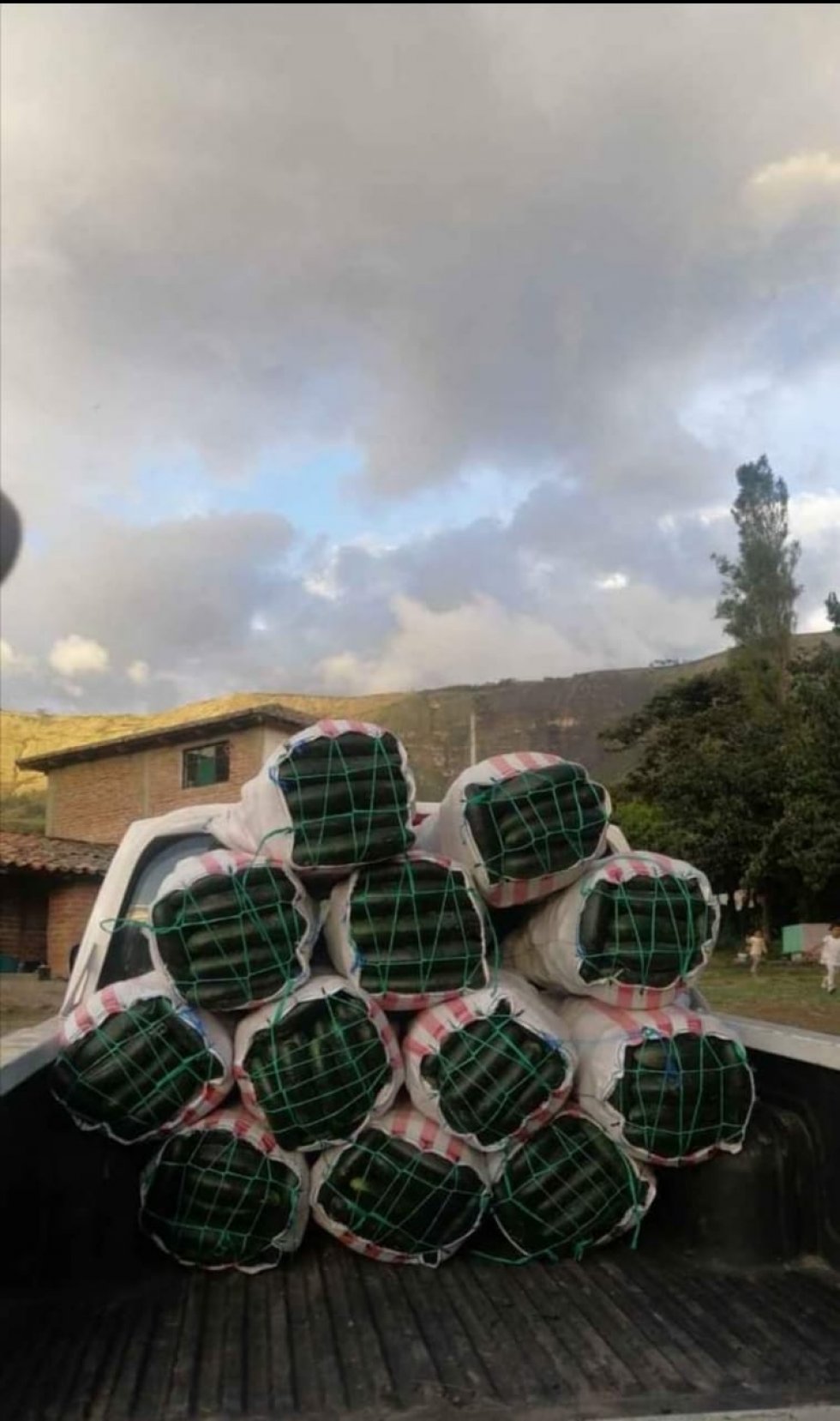  Foto PEPINILLO EXELENTE CALIDAD