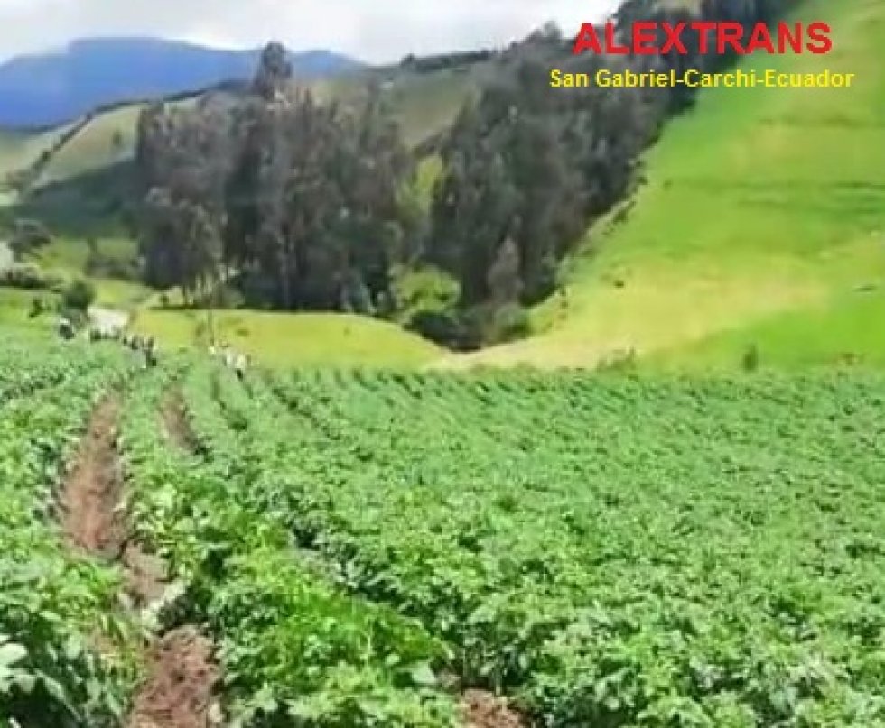  Foto Cultivo por cosecha
