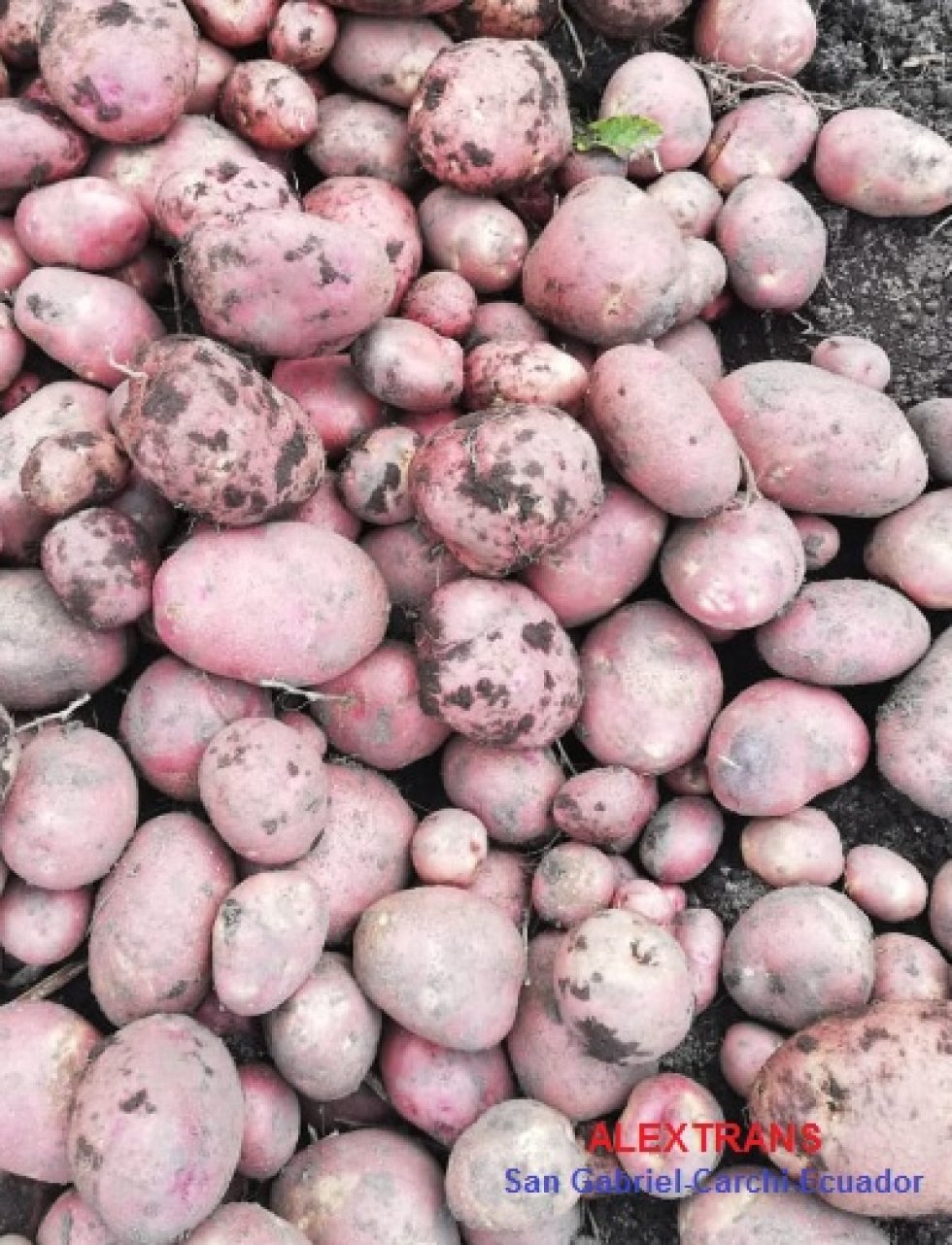  Foto Cultivo por cosecha