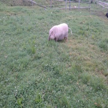 Mini Pig