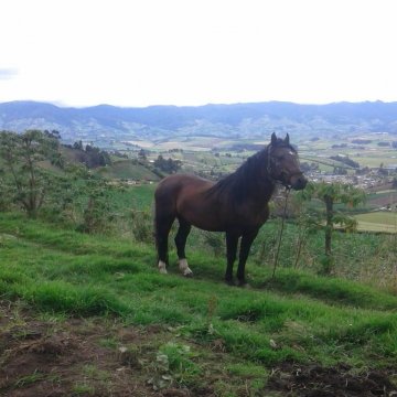 Caballo