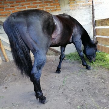 Caballo Ingles