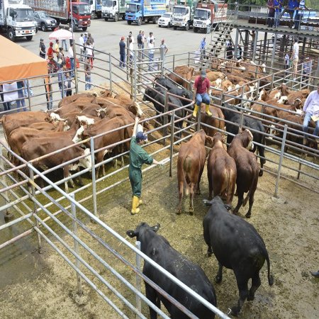 Mercado Ganadero de ManabÃ­