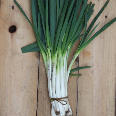 Cebolla Larga