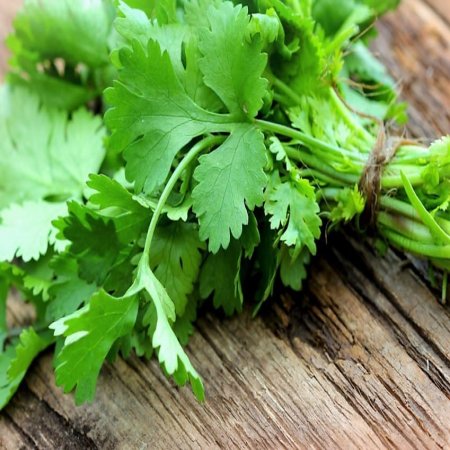 Cilantro