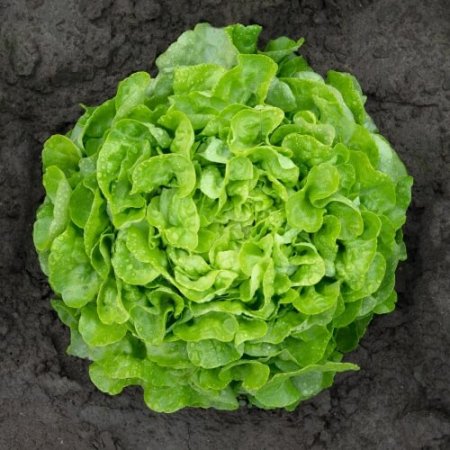 Lechuga de hoja