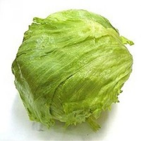 Lechuga repollo